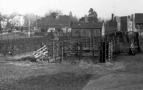 Cattle Market in the 1960s